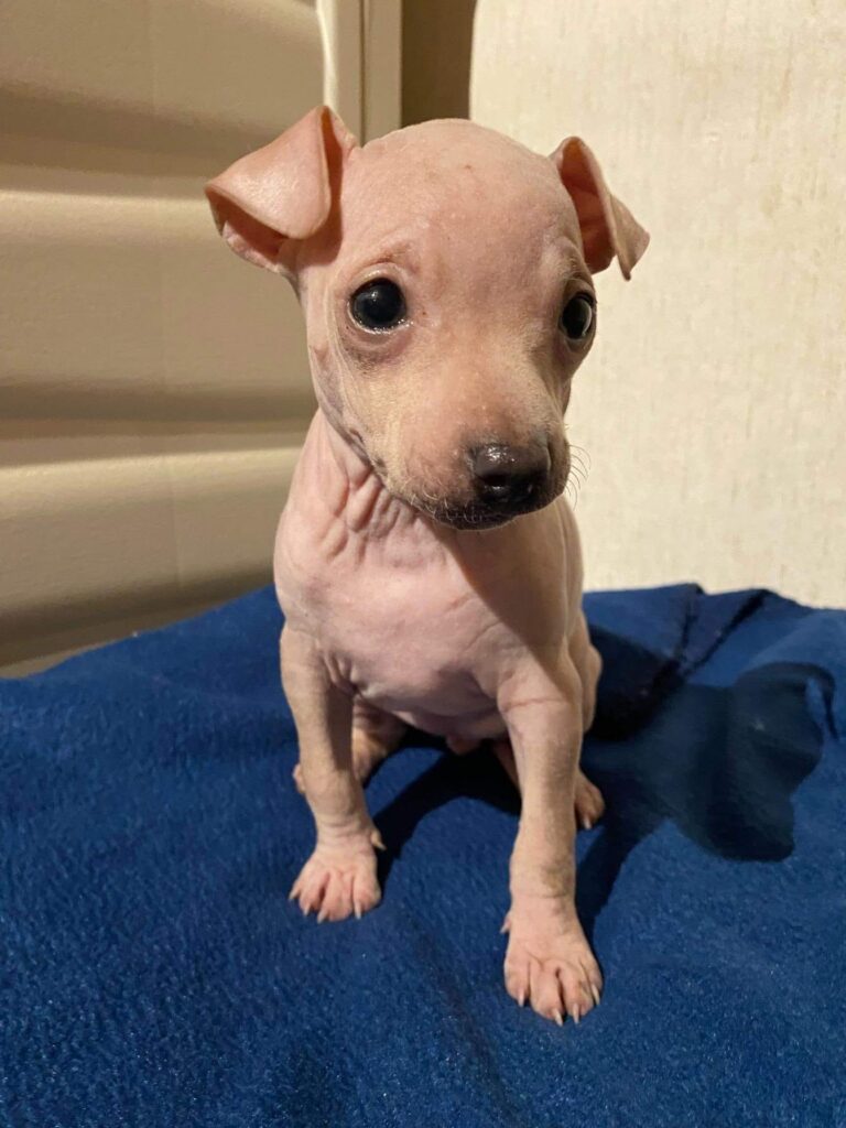 azula sitzt als Welpe auf einer blauen Decke und blickt leicht zur Seite.