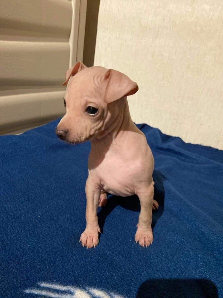 azula sitzt als Welpe auf einer blauen Decke und schaut nach links.
