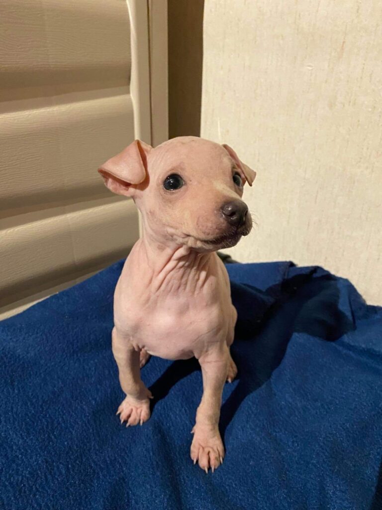 azula sitzt als Welpe auf einer blauen Decke und blickt nach rechts oben.
