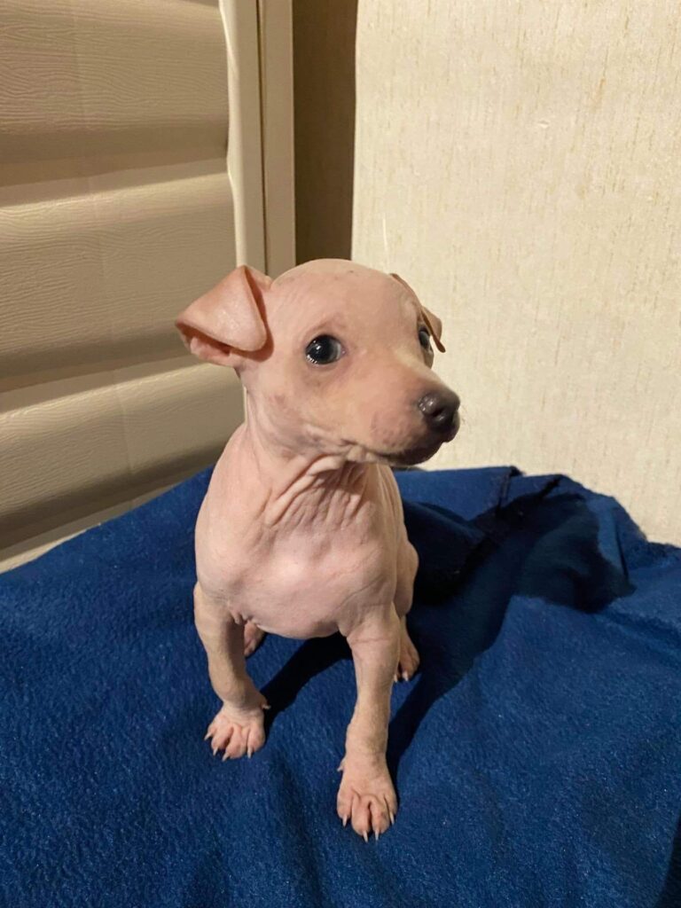 azula als Welpe im Profil, auf einer blauen Decke sitzend.