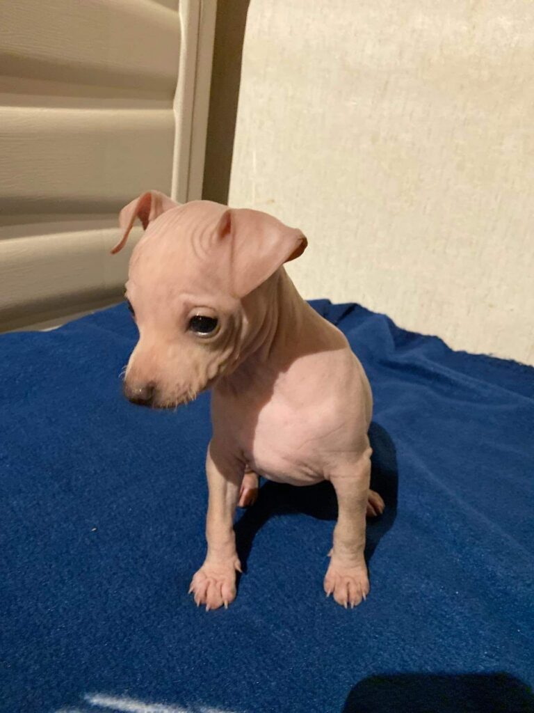 azula als Welpe auf einer blauen Decke, den Blick nach links unten gerichtet.