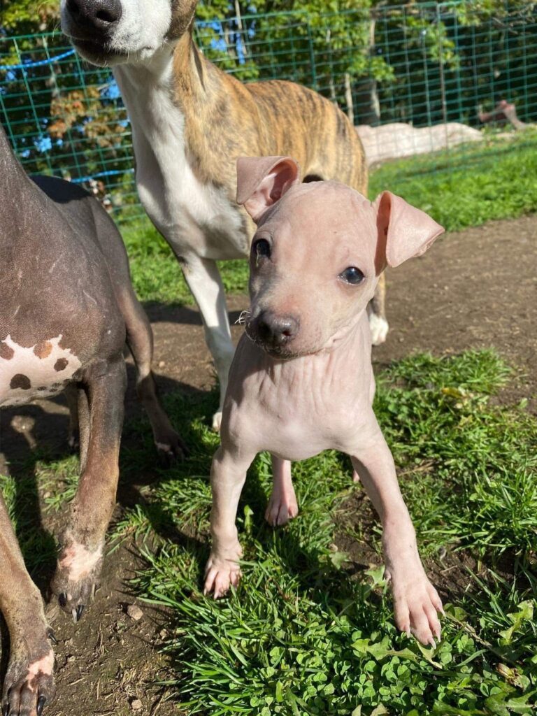 azula als Welpe im Gras, frontal zwischen zwei größeren Hunden zu sehen.