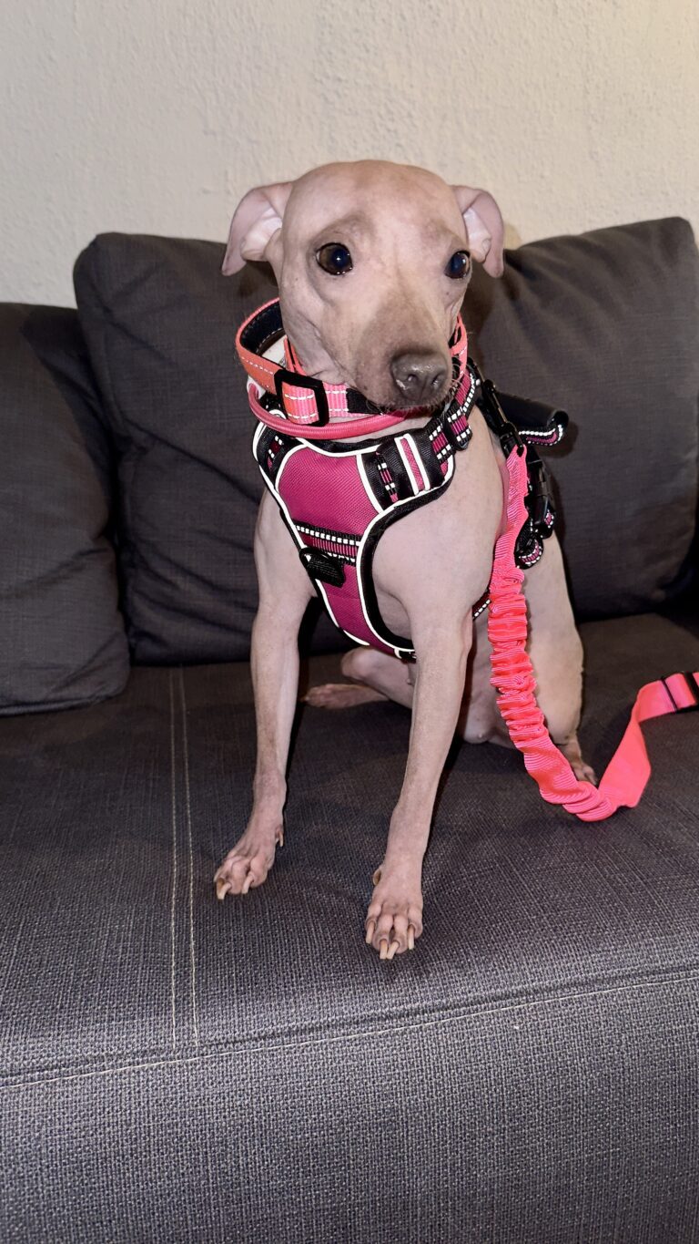 azula sitzt mit pinkem Geschirr und pinker Leine auf einem grauen Sofa.