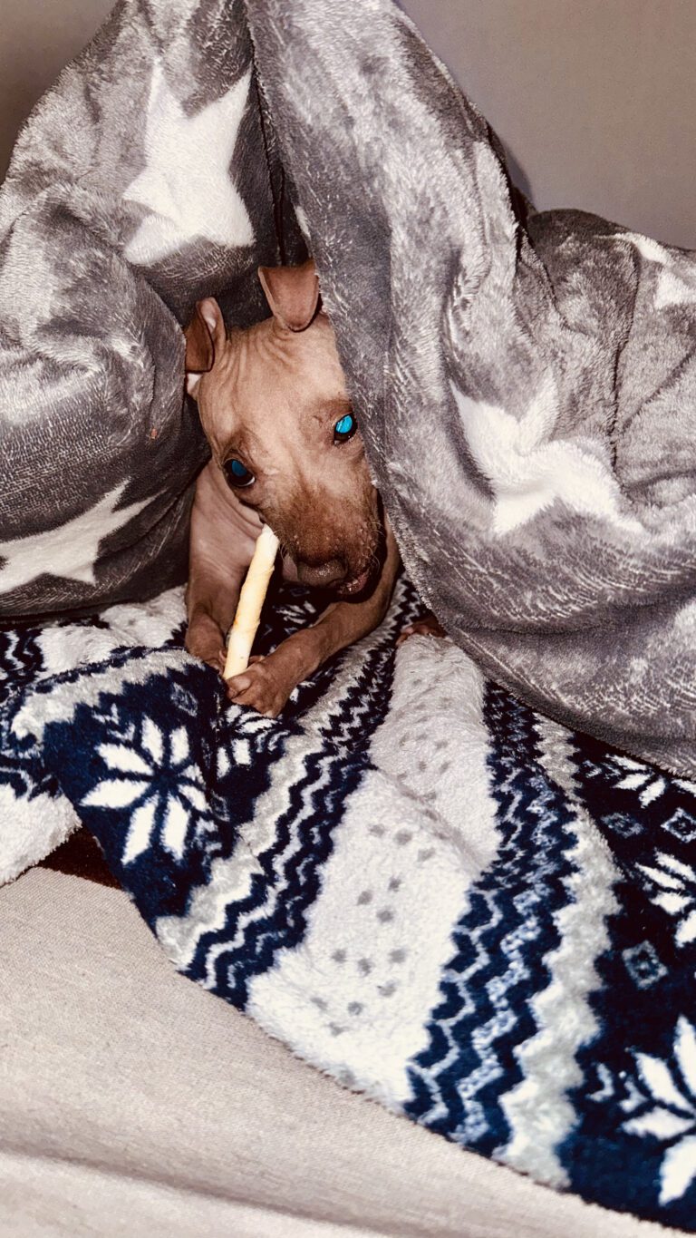 azula hält eine Kaustange zwischen den Vorderpfoten und liegt unter einer grauen Decke mit weißen Sternen.
