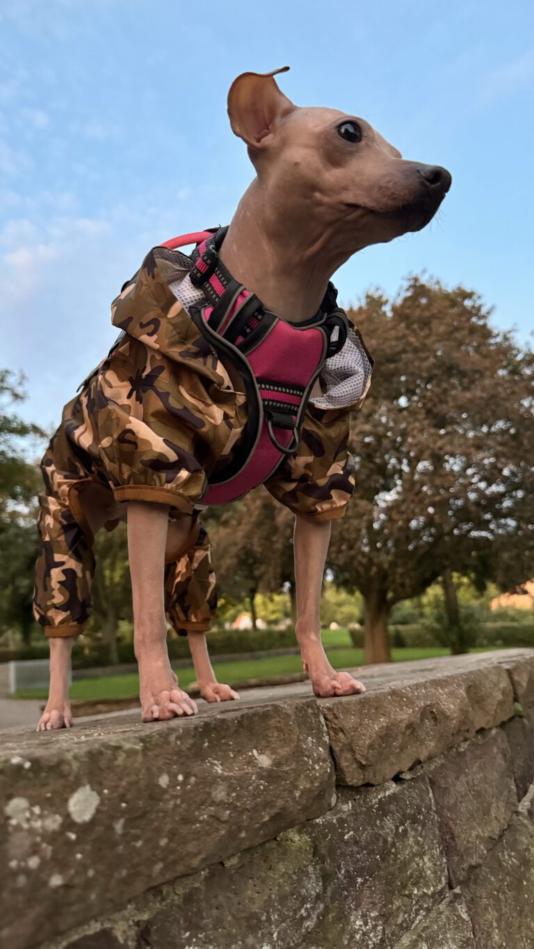 azula steht mit Camouflage-Mantel und pinkem Geschirr auf einer Steinmauer vor blauem Himmel.