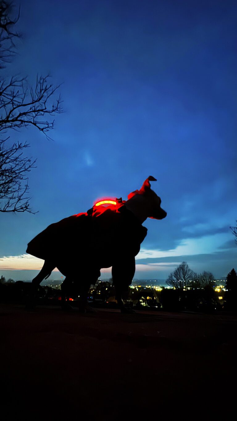 azula im Profil als dunkle Silhouette vor blauem Himmel und entfernten Lichtern.