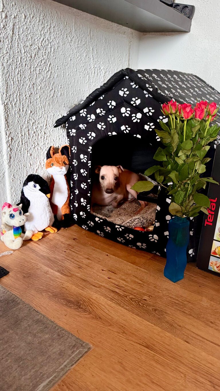 azula schaut aus einer schwarzen Kuschelhöhle mit weißen Pfotenmustern; daneben stehen Blumen und Kuscheltiere.