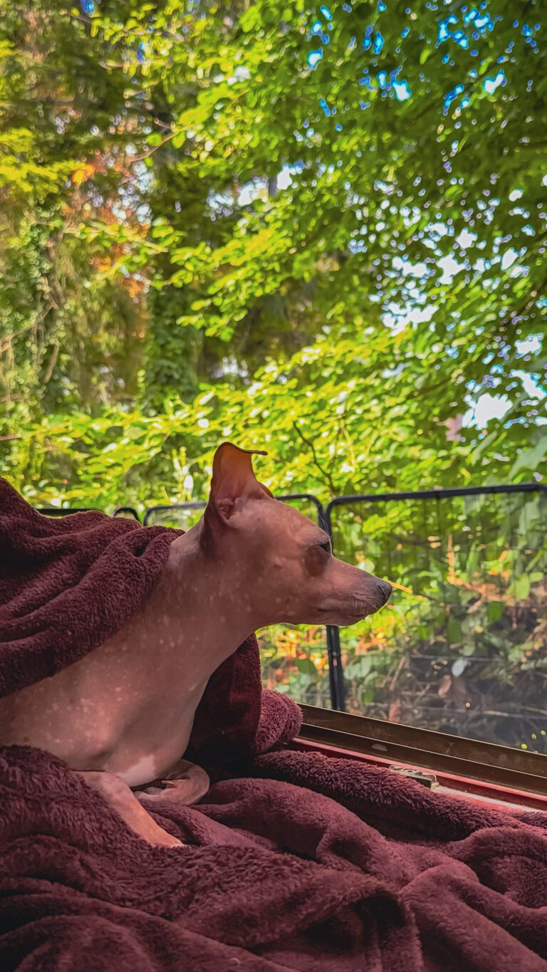 azula liegt auf einer dunkelroten Decke am offenen Fenster und blickt auf die Bäume draußen.