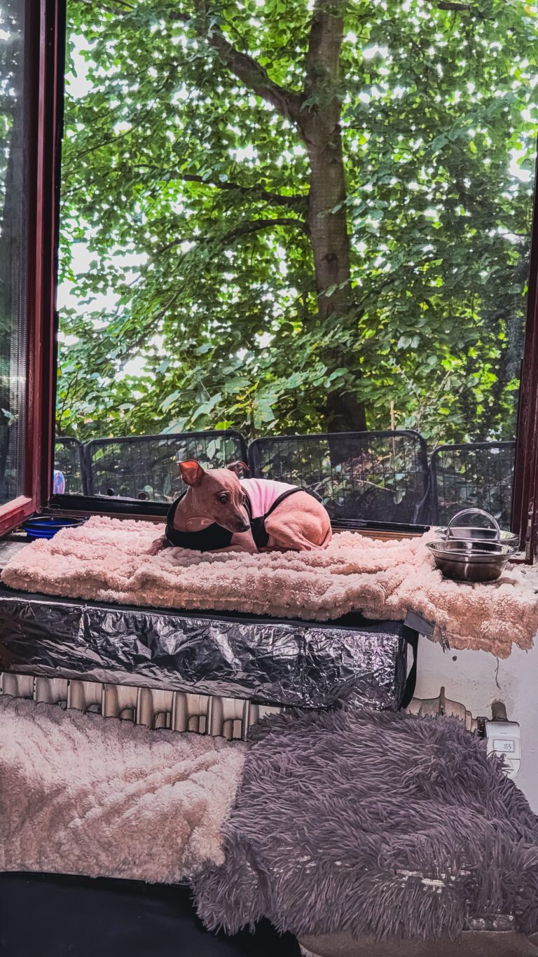 azula liegt im pinken Mantel auf einem gepolsterten Platz am offenen Fenster vor grünen Bäumen.