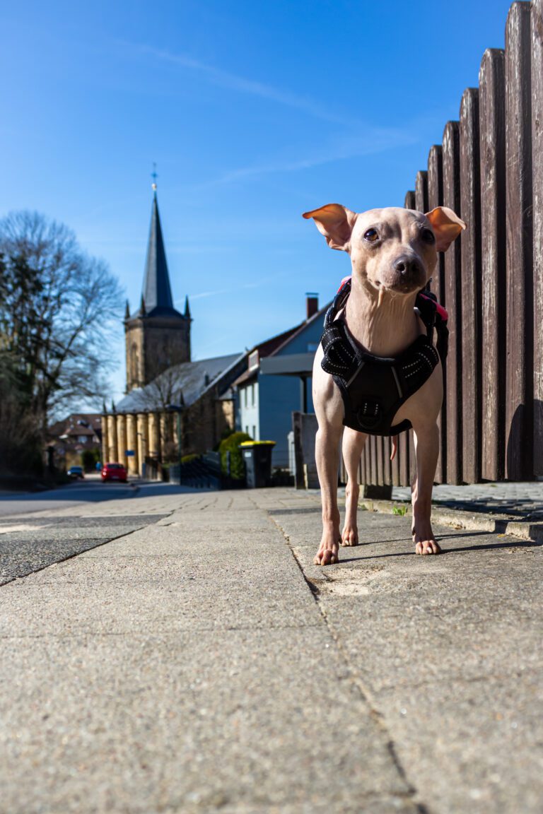 azula mit schwarzem Geschirr auf einem gepflasterten Weg vor einem Holzzaun; dahinter ein Kirchturm.